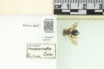 Media type: image;   Entomology 769275 Aspect: Labels